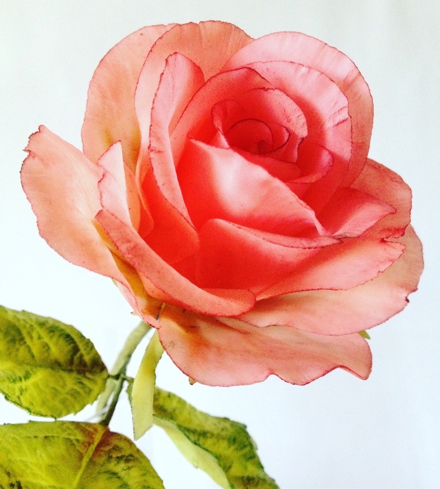 Роза чайная&nbsp;